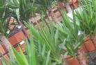 Berambingplant-nursery-10.jpg; ?>